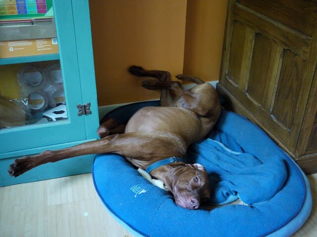 Dog being silly