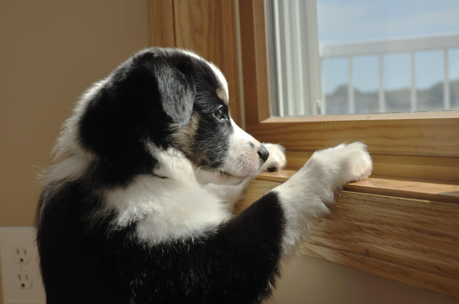 Australian Shepherd puppy standing staring out window