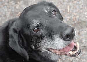 Jasper, a black lab mix, smiling