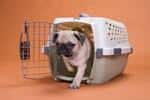 Dog image