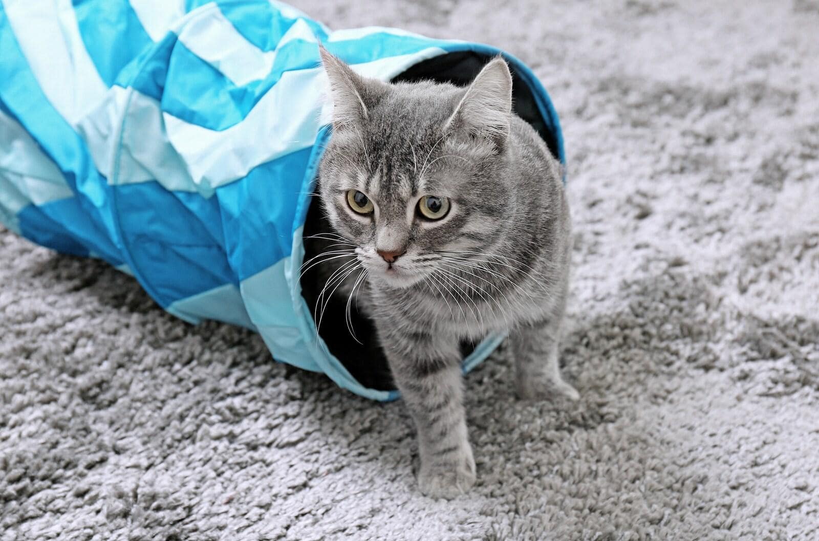 Cat coming out of blue cat tunnel on gray carpet.