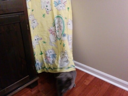 gray cat hiding behind yellow curtain with white cats on it.