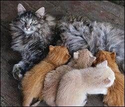 Cat image