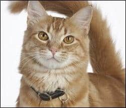 Cat Image