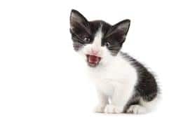 pequeno ronronar de gato