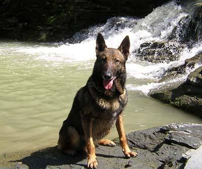 German Shepherd with tongue out sits on a rock by a small waterfall.