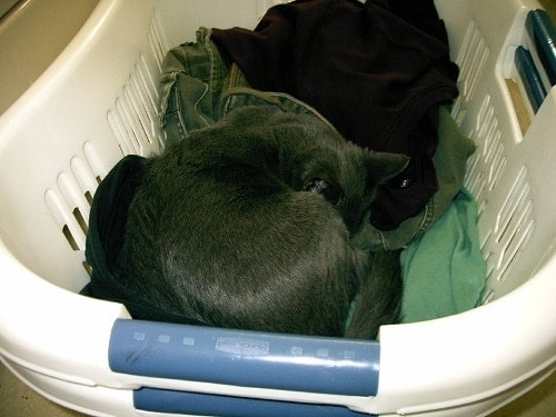 Gato cinzento enrolado em um cesto de roupa branca.