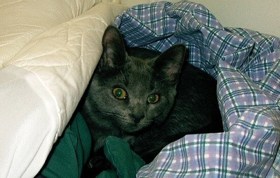 Gato cinzento com olhos amarelos, embrulhado em lençóis xadrez azul.