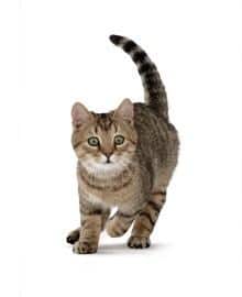 Cat image