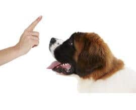 Dog image
