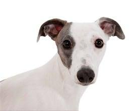 Dog image