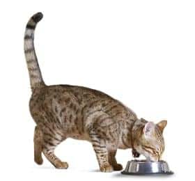 Gato comendo