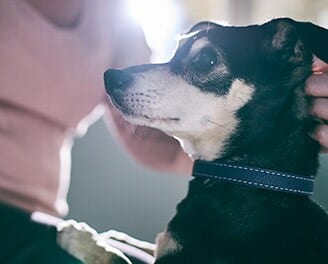 Dog image