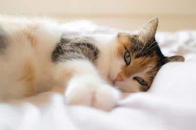 O gato de chita de cabelos compridos que encontra-se em uma cama branca espalhou o esticão.