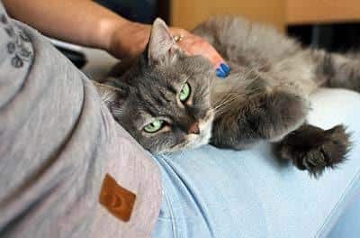 Gato cinzento de cabelos compridos, deitado no colo do proprietário.