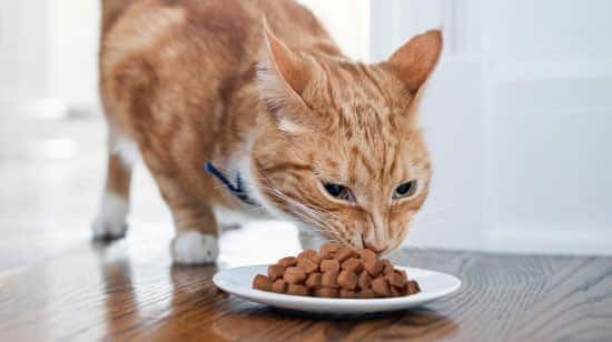 Gato laranja comendo de uma tigela no chão de madeira