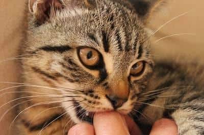 Gato tigrado cinzento mordiscando a articulação do dedo de um ser humano.