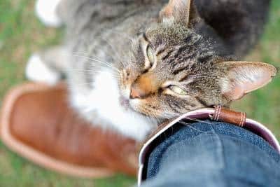 Gato tigrado esfregando carinhosamente contra seu dono