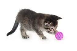Kitten image