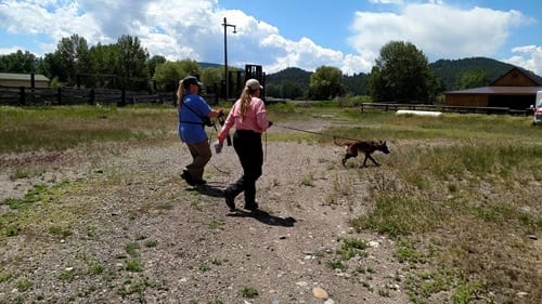 Two woman lead a dog on a leash on a rescue mission