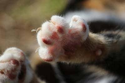 Patas de gatinho mostrado de baixo.