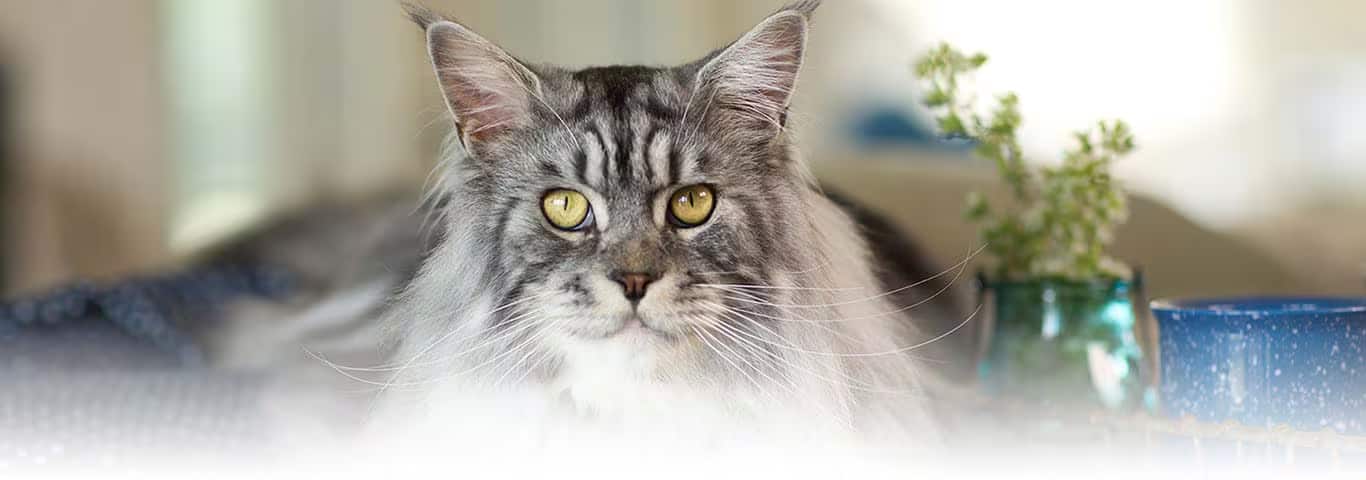 Foto de um gato do Himalaia