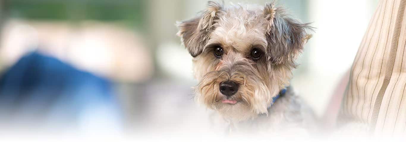 Foto de um cão Schnauzer Standard