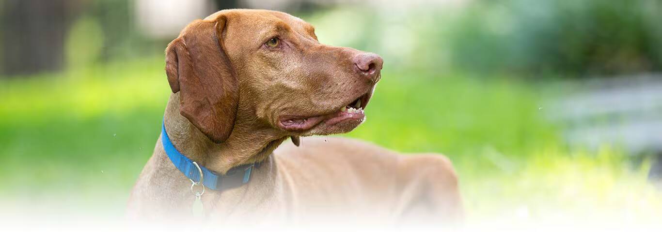 Foto de um cão Vizsla