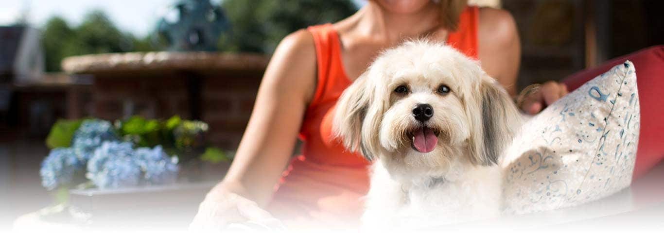 Foto de um cachorro Shih Tzu