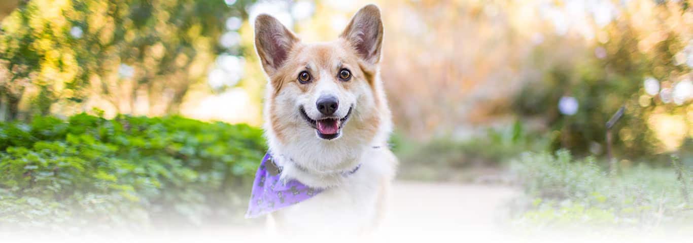 Foto de um cão Pembroke Welsh Corgi