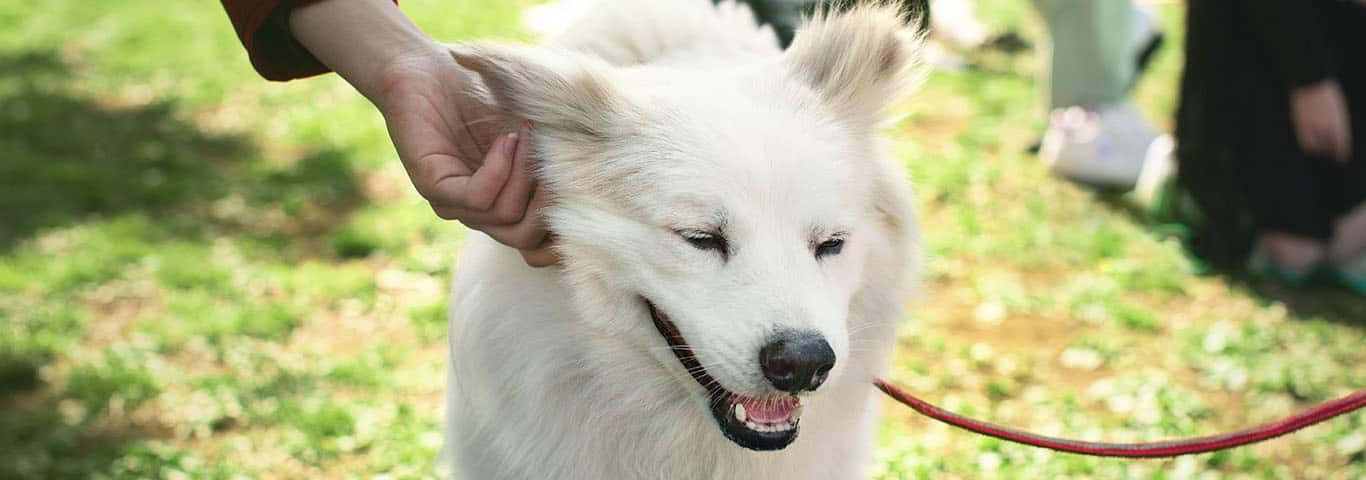 Foto de um cão esquimó americano
