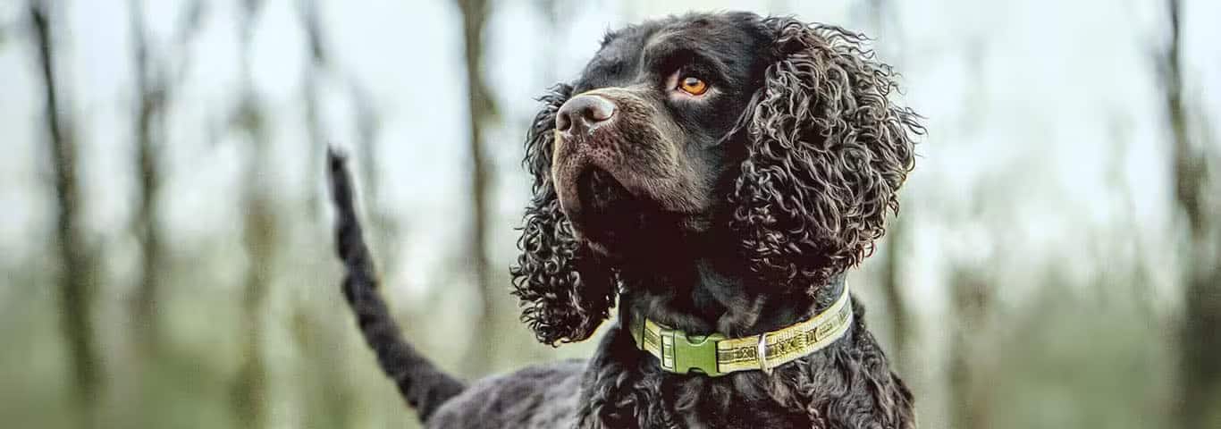 Foto de um cão Spaniel de água americano