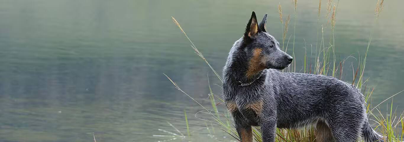Foto de um cão da raça Australian Cattle Dog