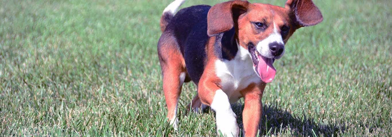 Foto de um cachorro Beagle