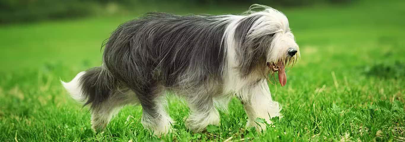 Foto de um cão Bearded Collie
