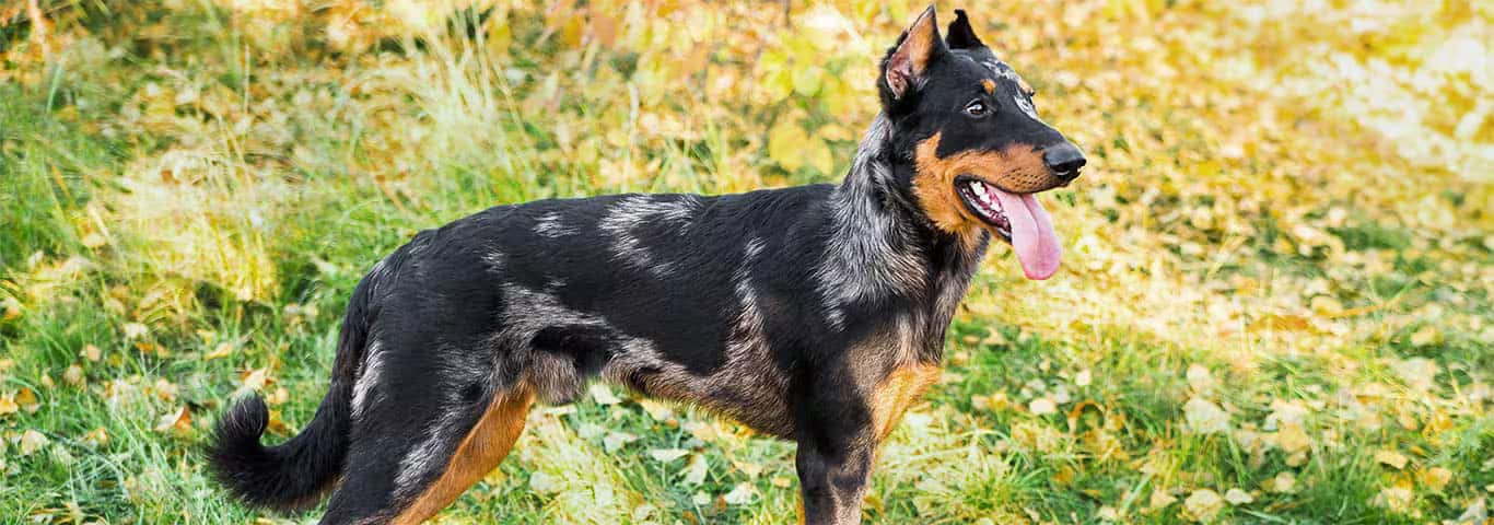 Foto de um cão Beauceron