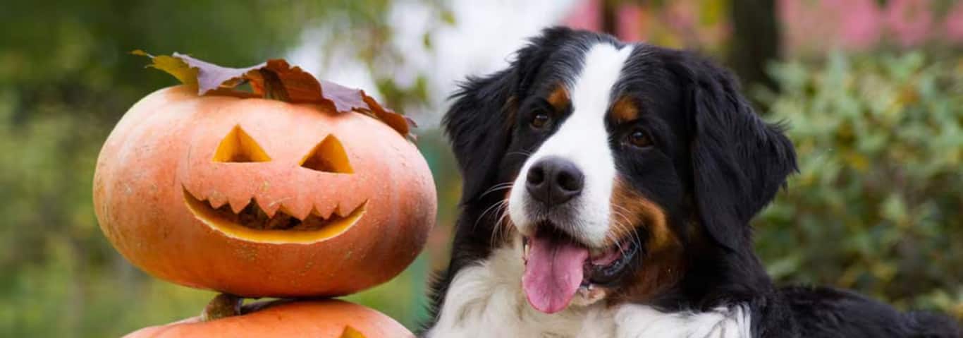 Foto de um cão da raça Bernese Mountain Dog