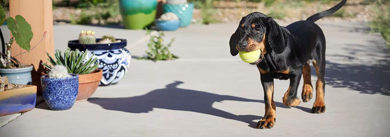 Foto de um cão Black And Tan Coonhound