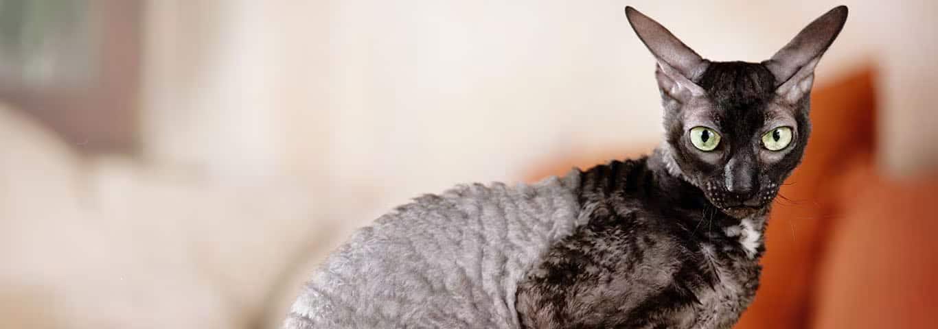 Foto de um gato Cornish Rex