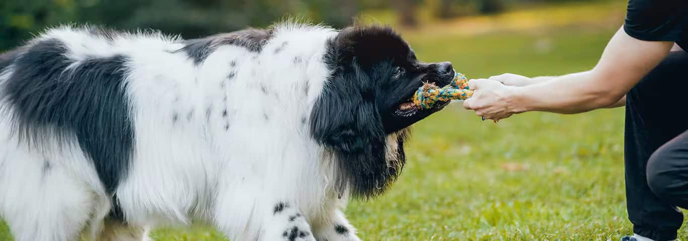 Foto de um cão da Terra Nova