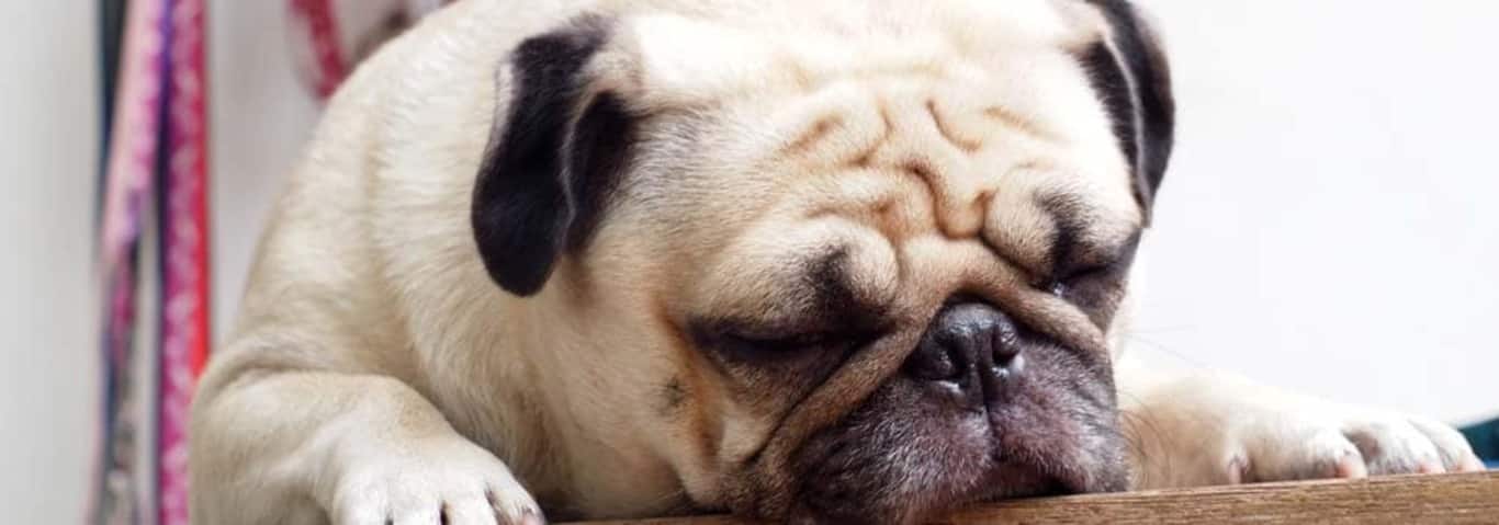 Foto de um cão Pug
