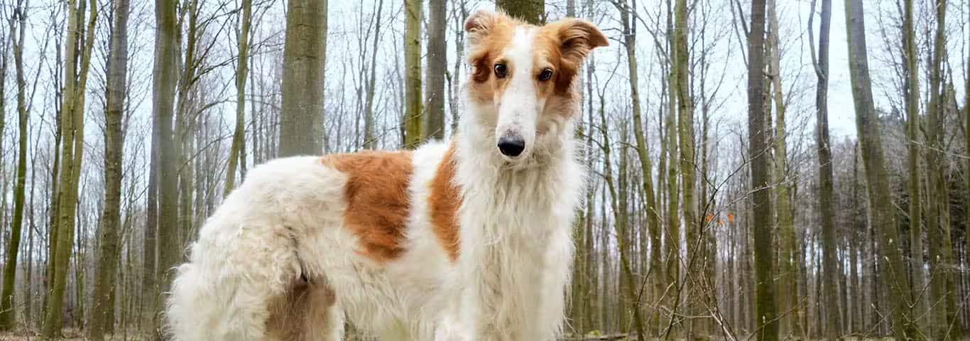 Foto de um cão Borzoi