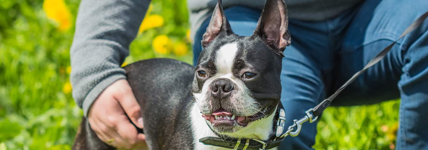 Foto de um cão Boston Terrier