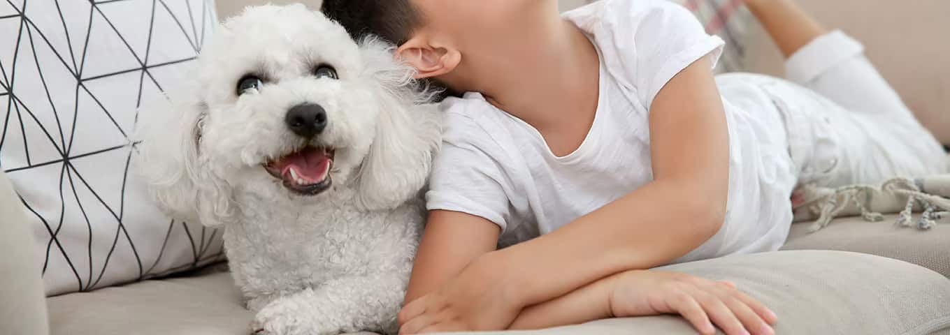 Foto de um cão Bichon Frise