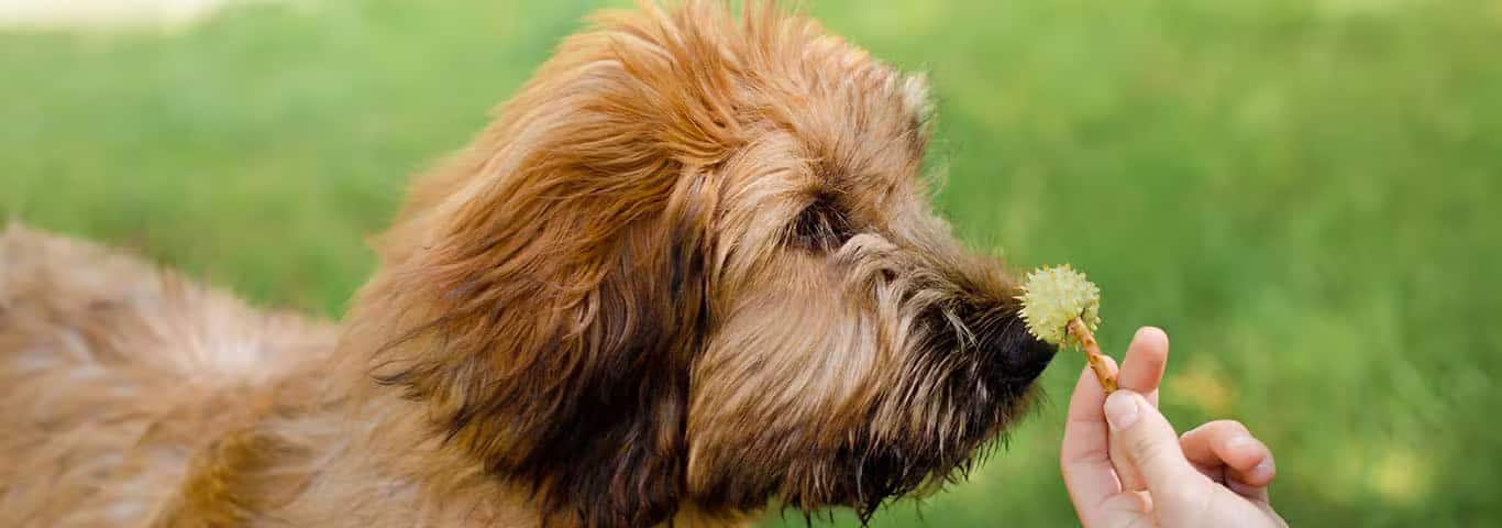 Foto de um cão Briard