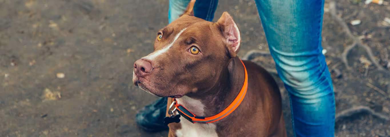 Foto de um cão American Pit Bull Terrier