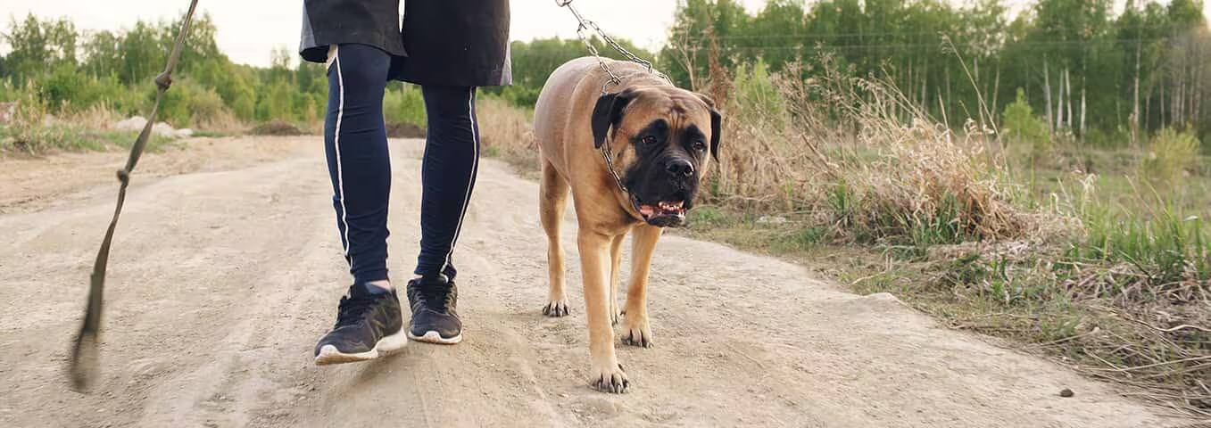 Foto de um cão Bullmastiff