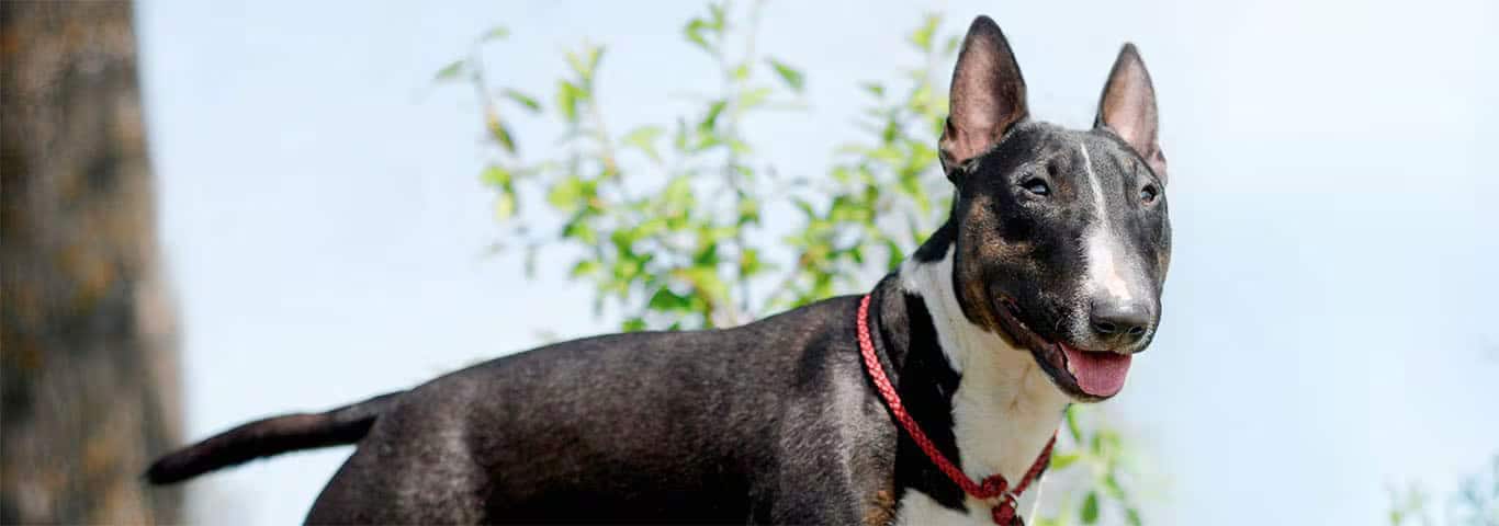 Foto de um cão Bull Terrier