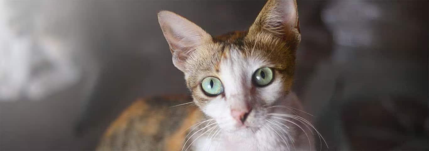 Foto de um gato javanês