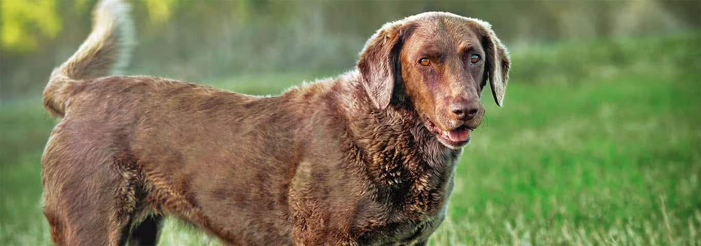 Foto de um cão Chesapeake Bay Retriever